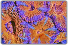 Ultra Multi Color Acan Lord